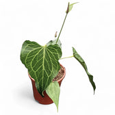 Anthurium 'Delta Force' – Topfpflanze im Kulturtopf vor weißem Hintergrund, Produktfoto 6.