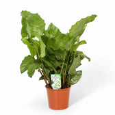 Goeppertia (Calathea) kegeljanii 'Network' potted houseplant in nursery pot on white background, product photo 3.