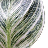 Philodendron 'Birkin' (auch 'White wave', 'White Measure') – Zimmerpflanze im Kulturtopf auf weißem Hintergrund, Produktfoto 4.