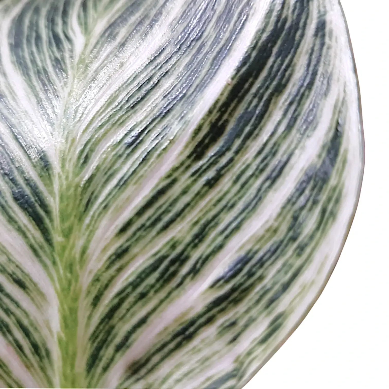 Philodendron 'Birkin' (auch 'White wave', 'White Measure') – Zimmerpflanze im Kulturtopf auf weißem Hintergrund, Produktfoto 4.