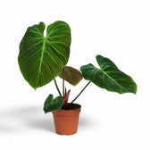 Philodendron 'El Choco red' (Philodendron rubrijuvenile) – Zimmerpflanze im Kulturtopf auf weißem Hintergrund, Produktfoto 3.
