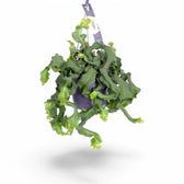 Epiphyllum guatemalense – Topfpflanze im Kulturtopf vor weißem Hintergrund, Produktfoto 4.