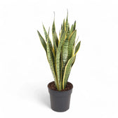 Dracaena (Sansevieria) trifasciata 'Laurentii' potted houseplant in nursery pot on white background, product photo 11.