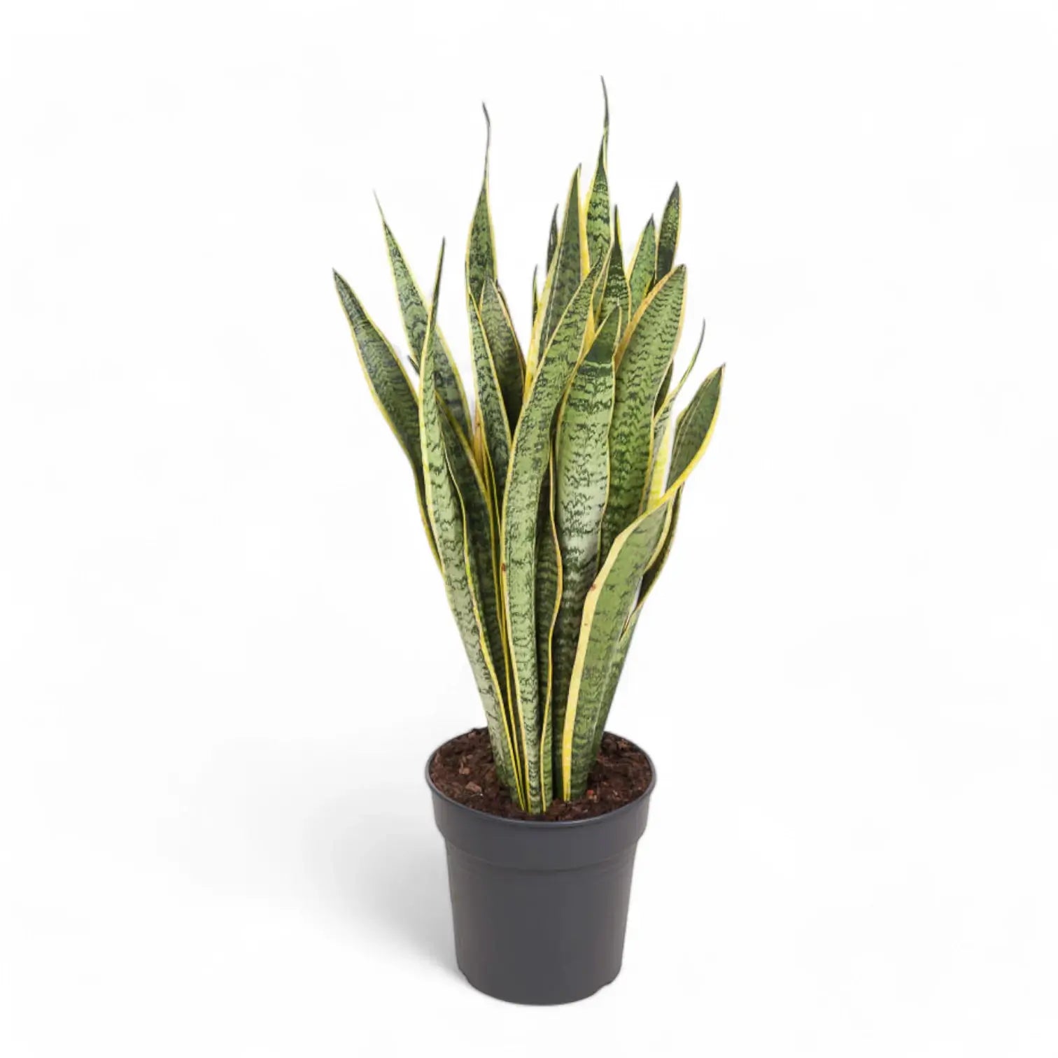 Dracaena (Sansevieria) trifasciata 'Laurentii' potted houseplant in nursery pot on white background, product photo 11.