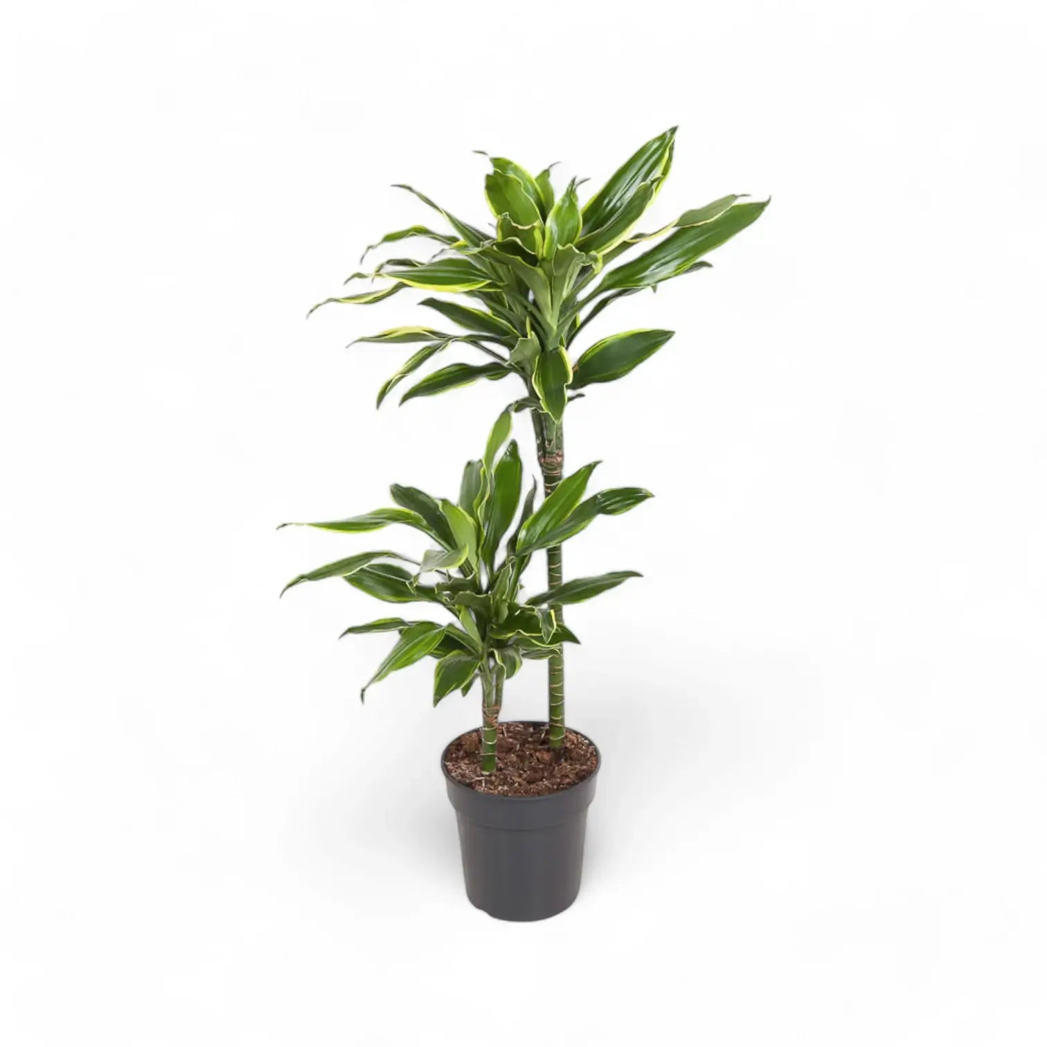 Dracaena fragrans 'Golden Coast' potted houseplant in nursery pot on white background, product photo 7.