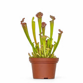 Sarracenia 'Juthatip Soper' potted houseplant in nursery pot on white background, product photo 3.
