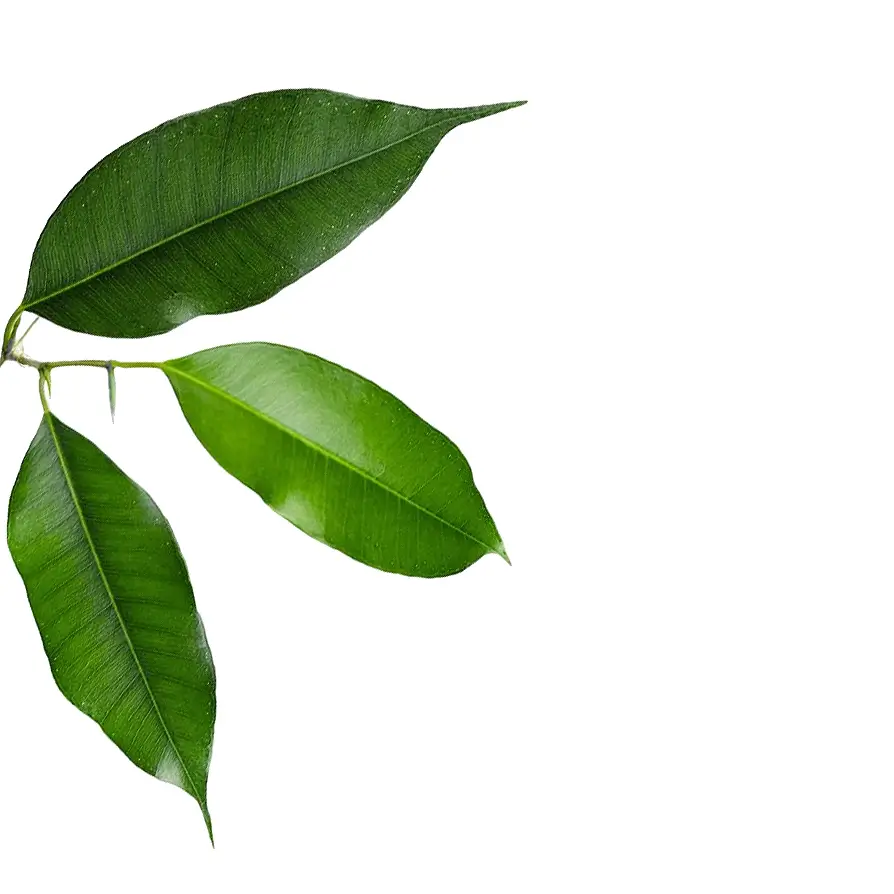 Nahaufnahme eines Blatts von Ficus benjamina 'Exotica' vor weißem Hintergrund.