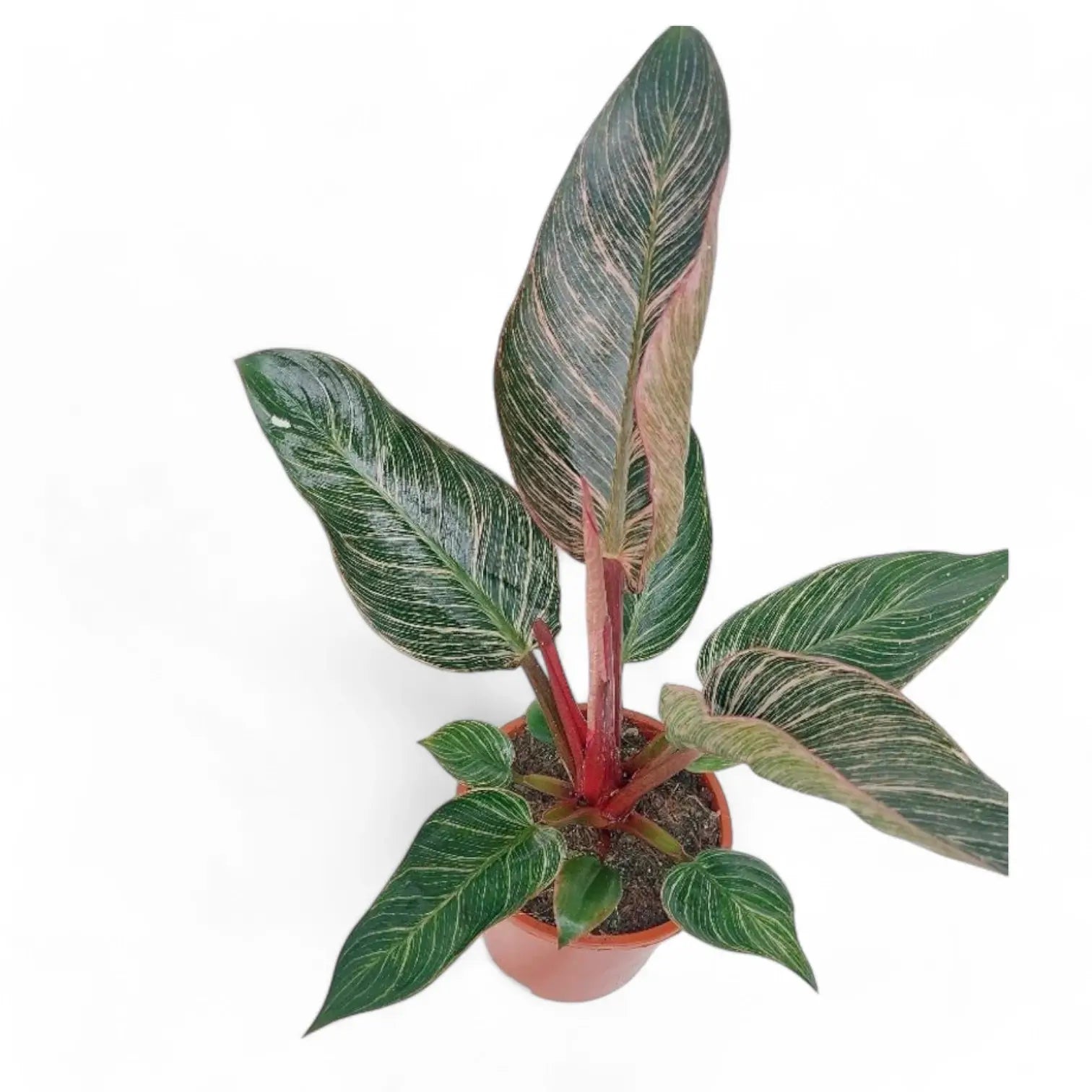 Philodendron 'Birkin Pink' ('Pink Bikini') potted houseplant in nursery pot on white background, product photo 8.