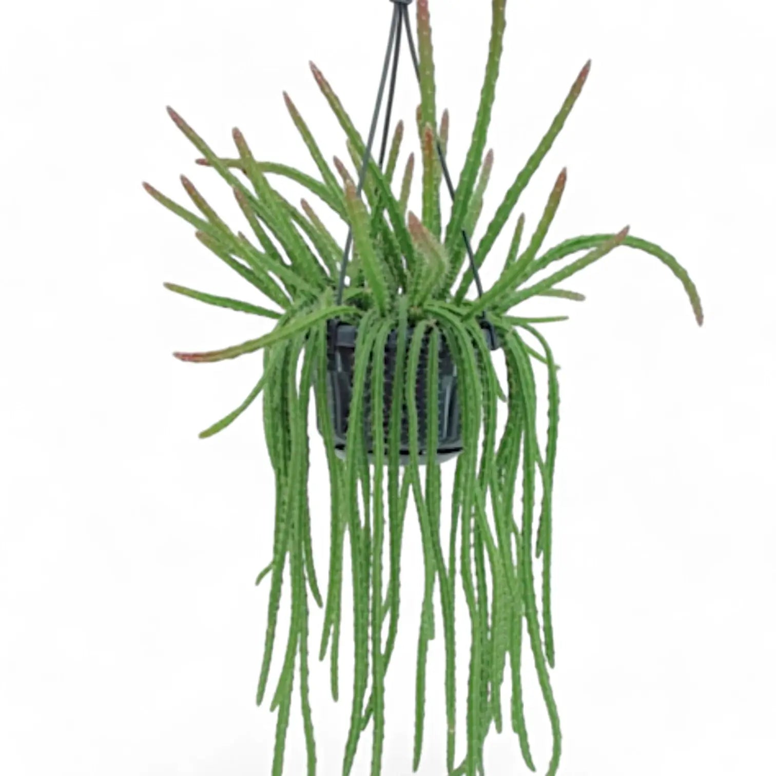 Aporocactus 'Melanie' – Zimmerpflanze im Kulturtopf auf weißem Hintergrund, Produktfoto 4.