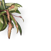 Hoya wayetii 'Tricolor' leaf close-up on white background.