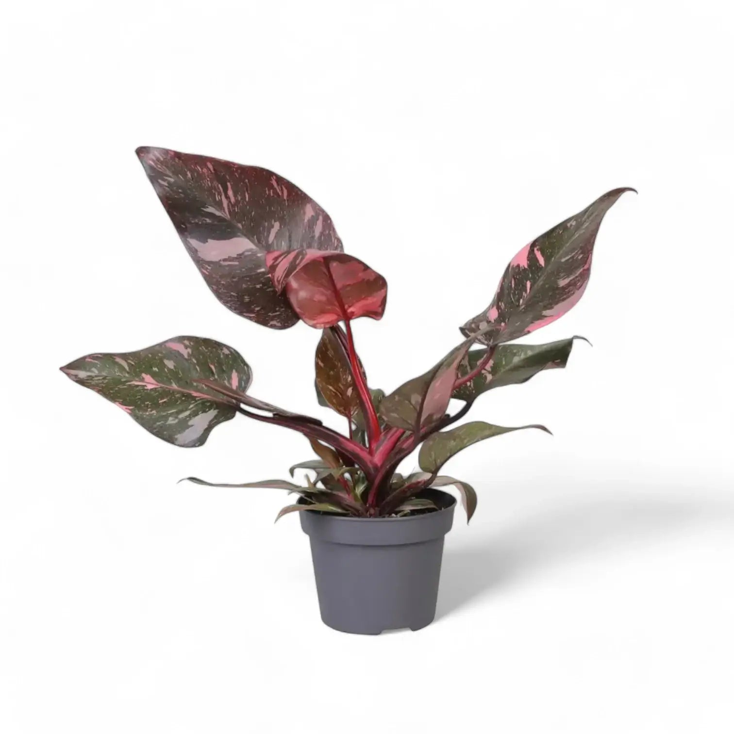 Philodendron 'Pink princess Marble' potted houseplant in nursery pot on white background, product photo 7.