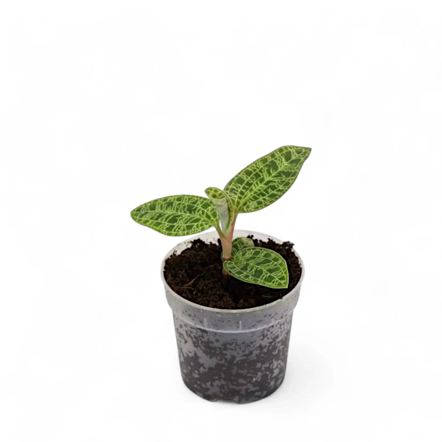 Macodes petola potted houseplant in nursery pot on white background, product photo 5.