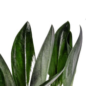 Scindapsus treubii 'Dark form' ('Nearly Black') leaf close-up on white background.