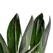 Scindapsus treubii 'Dark form' ('Nearly Black') leaf close-up on white background.