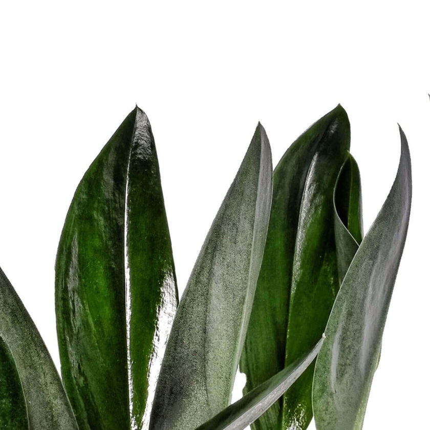 Scindapsus treubii 'Dark form' ('Nearly Black') leaf close-up on white background.