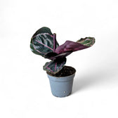 Goeppertia (Calathea) roseopicta 'Dottie' ('Illustrious') – Topfpflanze im Kulturtopf vor weißem Hintergrund, Produktfoto 4.