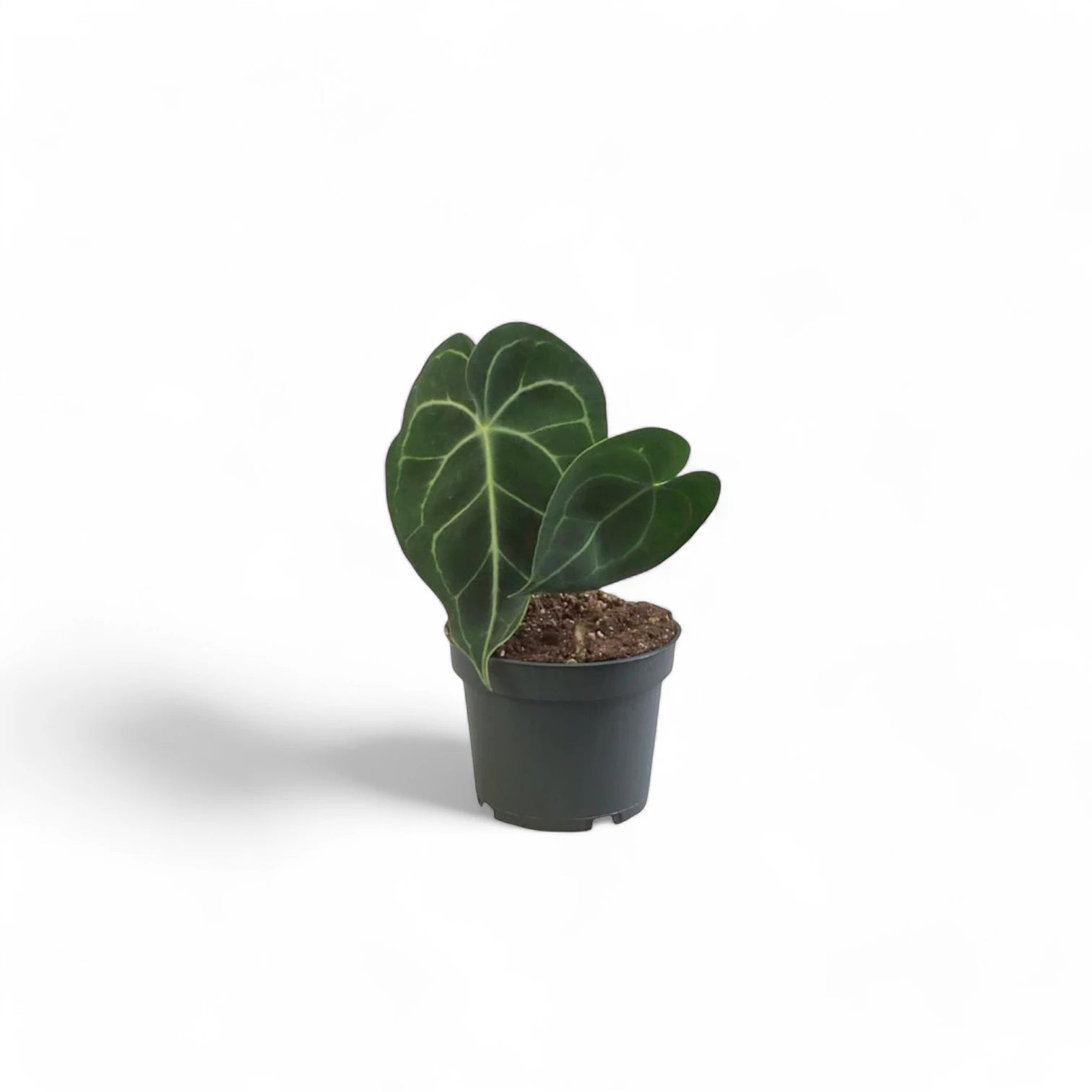 Anthurium clarinervium – Topfpflanze im Kulturtopf vor weißem Hintergrund, Produktfoto 7.