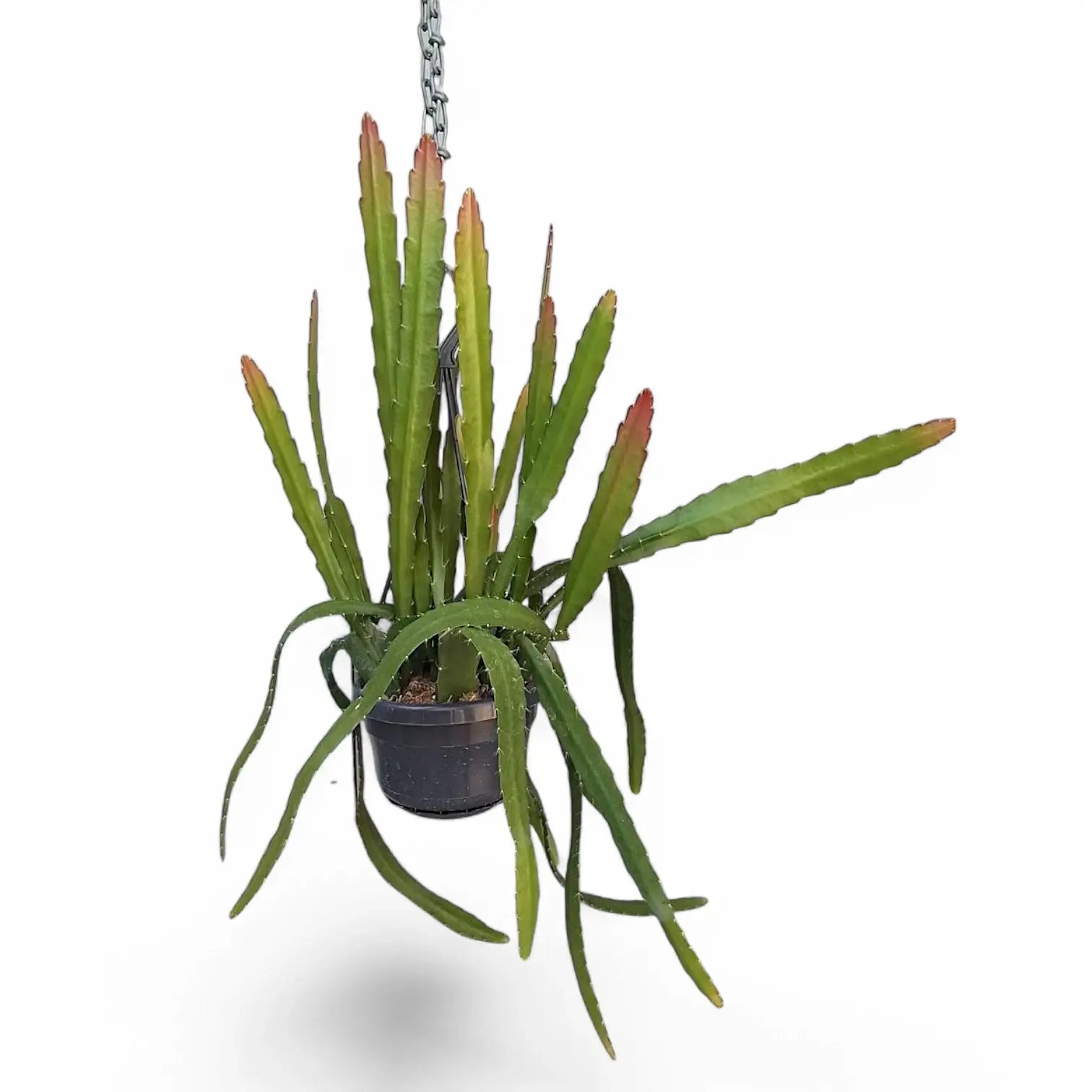 Disocactus (Epiphyllum) ackermannii 'Red tip' – Topfpflanze im Kulturtopf vor weißem Hintergrund, Produktfoto 5.