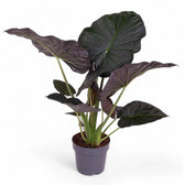 Alocasia wentii – Topfpflanze im Kulturtopf vor weißem Hintergrund, Produktfoto 4.