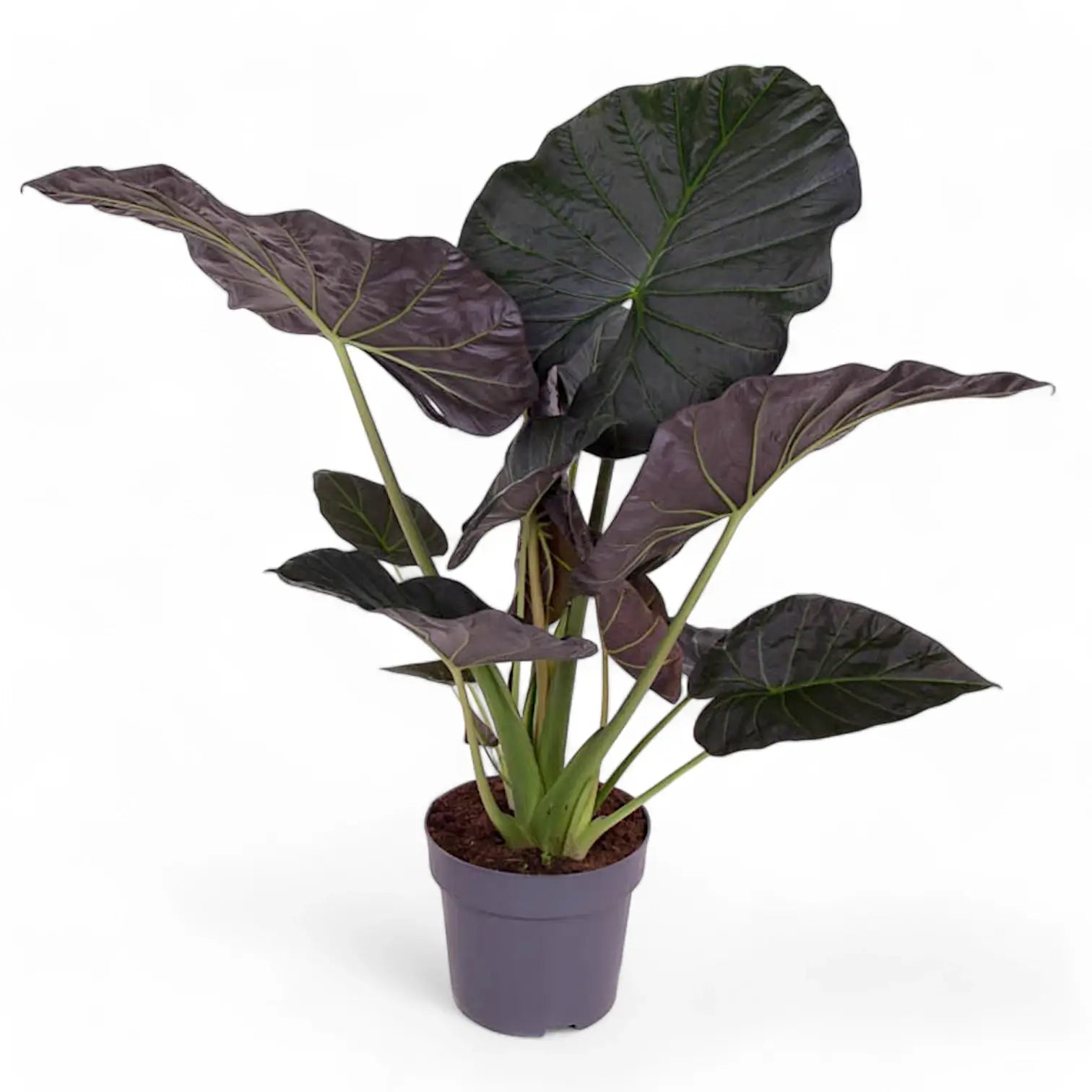 Alocasia wentii – Topfpflanze im Kulturtopf vor weißem Hintergrund, Produktfoto 4.