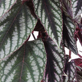 Cissus discolor – Zimmerpflanze im Kulturtopf auf weißem Hintergrund, Produktfoto 4.