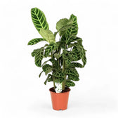 Goeppertia (Calathea) zebrina – Zimmerpflanze im Kulturtopf auf weißem Hintergrund, Produktfoto 4.