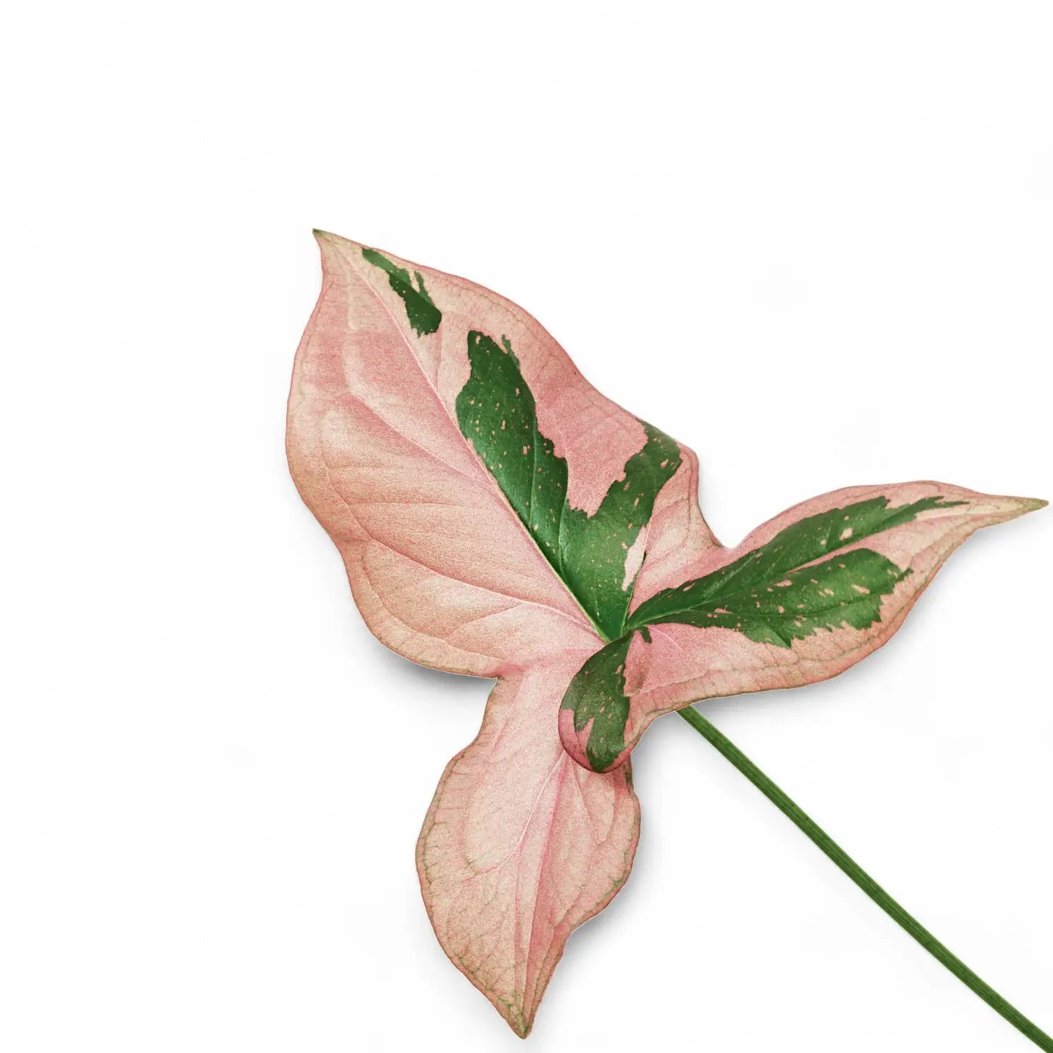 Syngonium podophyllum 'Red Spot' ('Pink splash') – Zimmerpflanze im Kulturtopf auf weißem Hintergrund, Produktfoto 5.