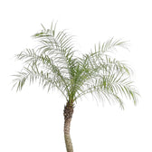 Phoenix roebelenii leaf close-up on white background.