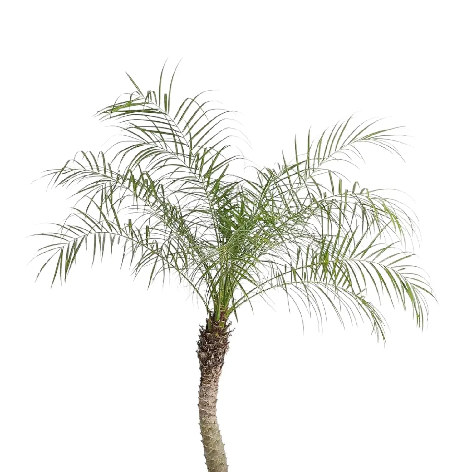 Phoenix roebelenii leaf close-up on white background.