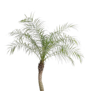 Phoenix roebelenii leaf close-up on white background.