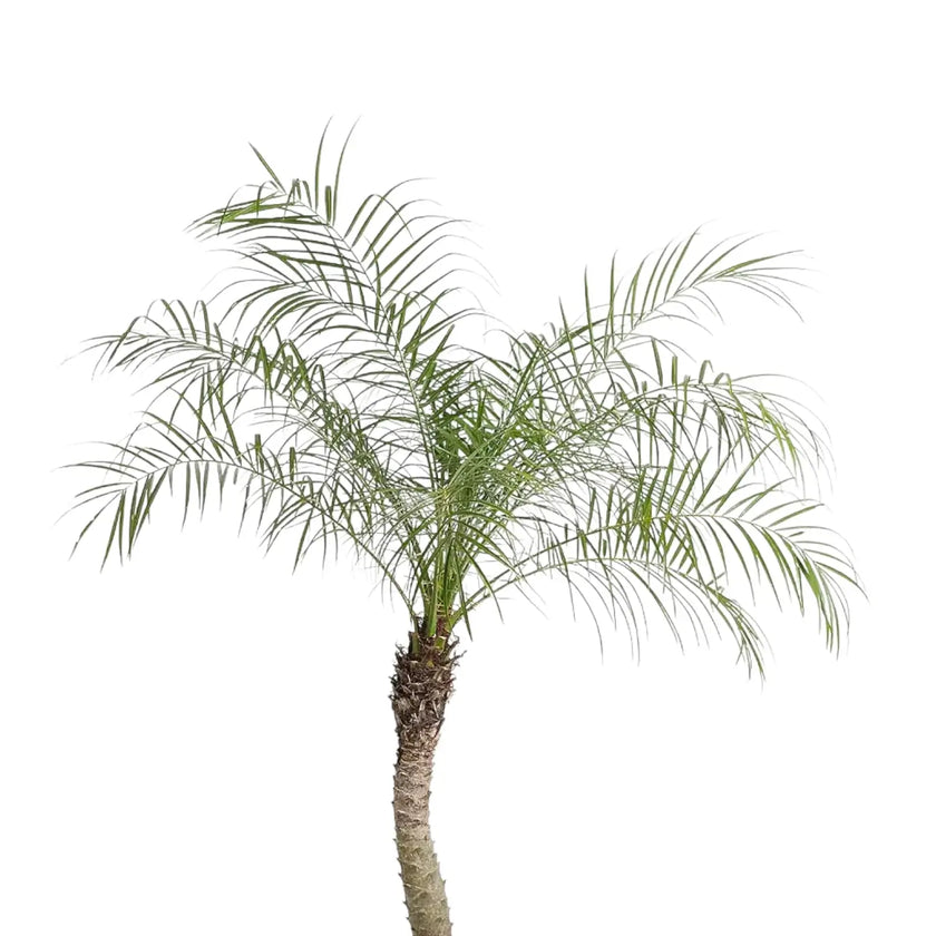 Phoenix roebelenii leaf close-up on white background.