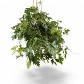 Cissus alata 'Ellen Danica' – Zimmerpflanze im Kulturtopf auf weißem Hintergrund, Produktfoto 3.