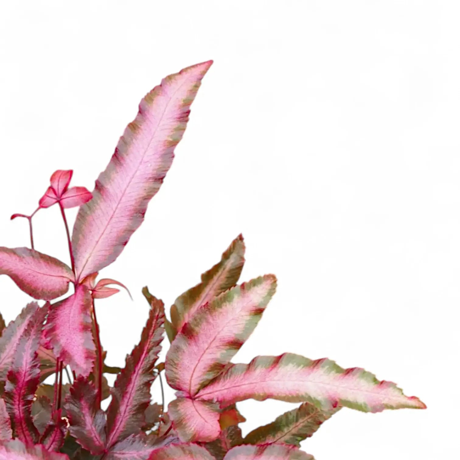 Nahaufnahme eines Wedels von Pteris cretica 'Albolineata' Pink vor weißem Hintergrund.