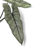 Alocasia heterophylla leaf close-up on white background.