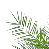 Nahaufnahme eines Wedels von Phoenix canariensis vor weißem Hintergrund.