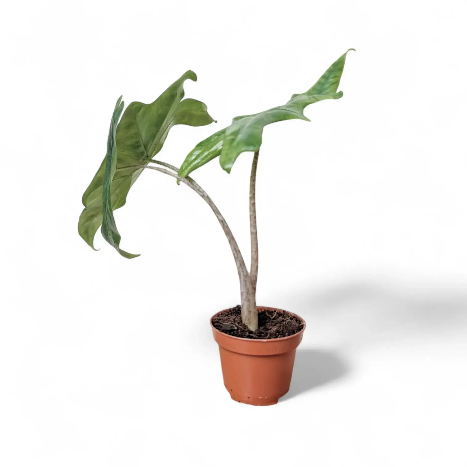 Alocasia nycteris 'Batwing' – Topfpflanze im Kulturtopf vor weißem Hintergrund, Produktfoto 9.
