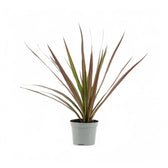 Dracaena reflexa var. angustifolia 'Magenta' potted houseplant in nursery pot on white background, product photo 4.