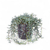 Curio hallianus potted houseplant in nursery pot on white background, product photo 4.