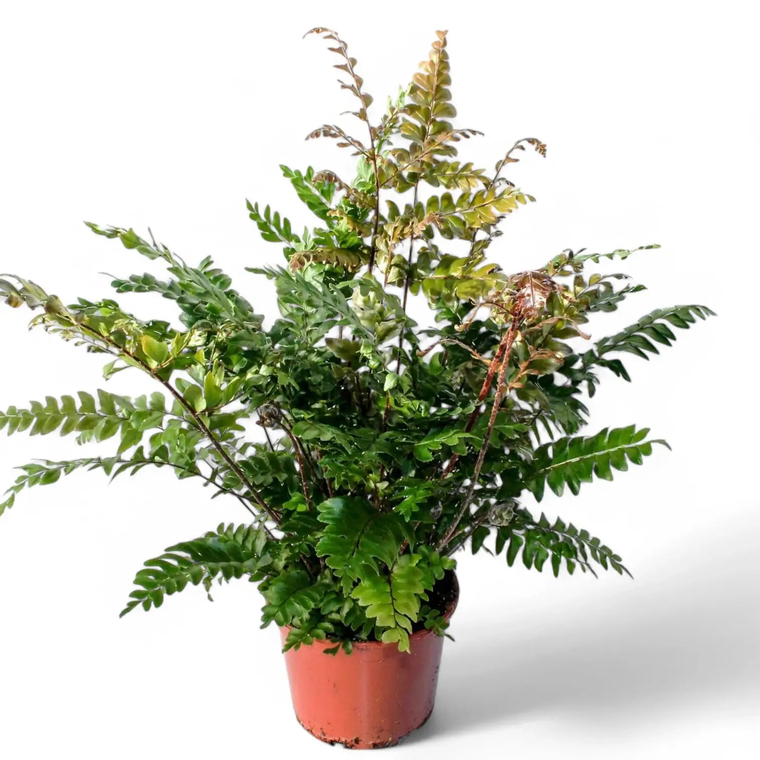 Didymochlaena truncatula – Topfpflanze im Kulturtopf vor weißem Hintergrund, Produktfoto 5.