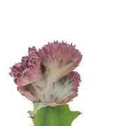Euphorbia lactea f. crestata leaf close-up on white background.