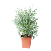 Eucalyptus gunnii potted houseplant in nursery pot on white background, product photo 2.
