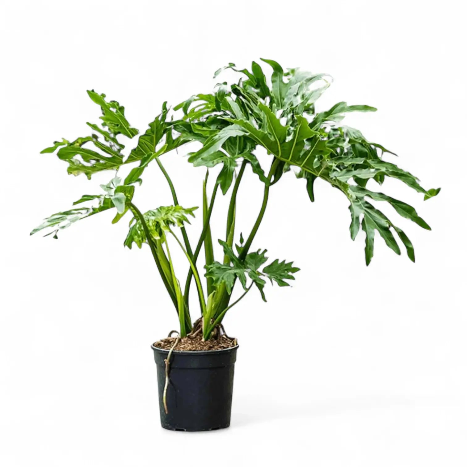 Thaumatophyllum bipinnatifidum potted houseplant in nursery pot on white background, product photo 8.