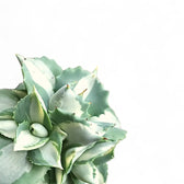 Agave potatorum ‘Ouhi-Raijin’ Variegata leaf close-up on white background.