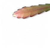 Nahaufnahme von Disocactus (Epiphyllum) ackermannii 'Red tip' vor weißem Hintergrund.