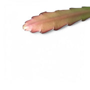 Nahaufnahme von Disocactus (Epiphyllum) ackermannii 'Red tip' vor weißem Hintergrund.