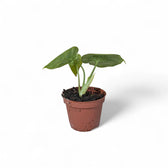 Alocasia reversa – Topfpflanze im Kulturtopf vor weißem Hintergrund, Produktfoto 13.