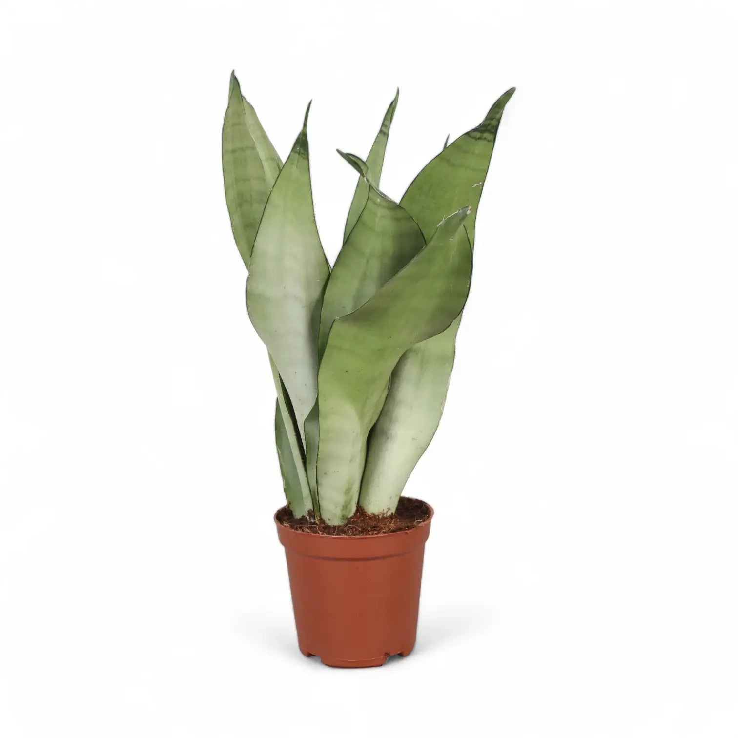 Dracaena (Sansevieria) trifasciata 'Moonshine' potted houseplant in nursery pot on white background, product photo 12.