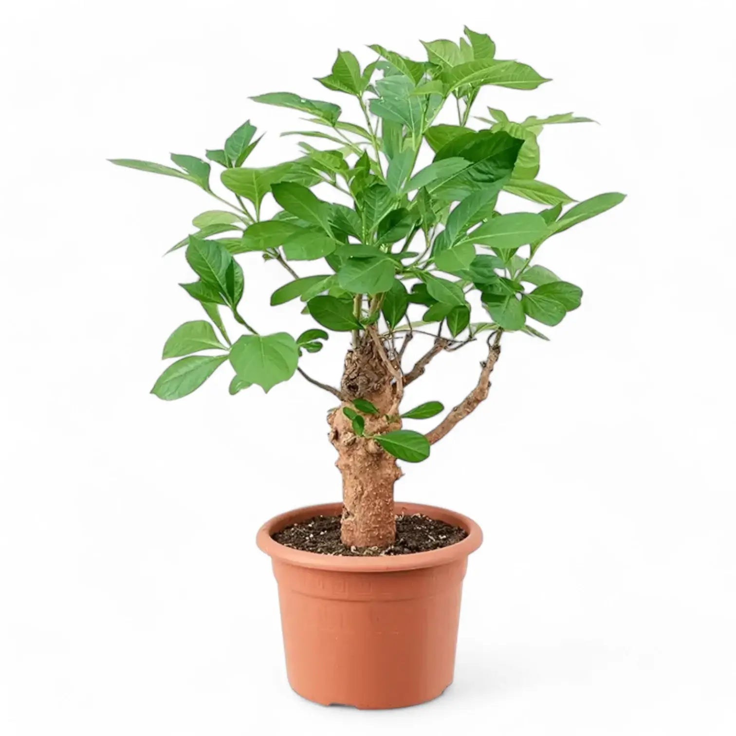 Adansonia digitata Zimmerpflanze im Anzuchttopf vor weißem Hintergrund, Produktfoto 3.