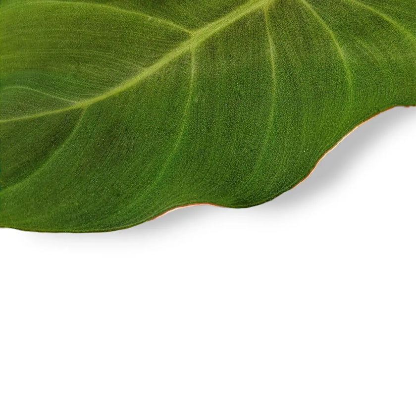 Adelonema peltatum leaf close-up on white background.