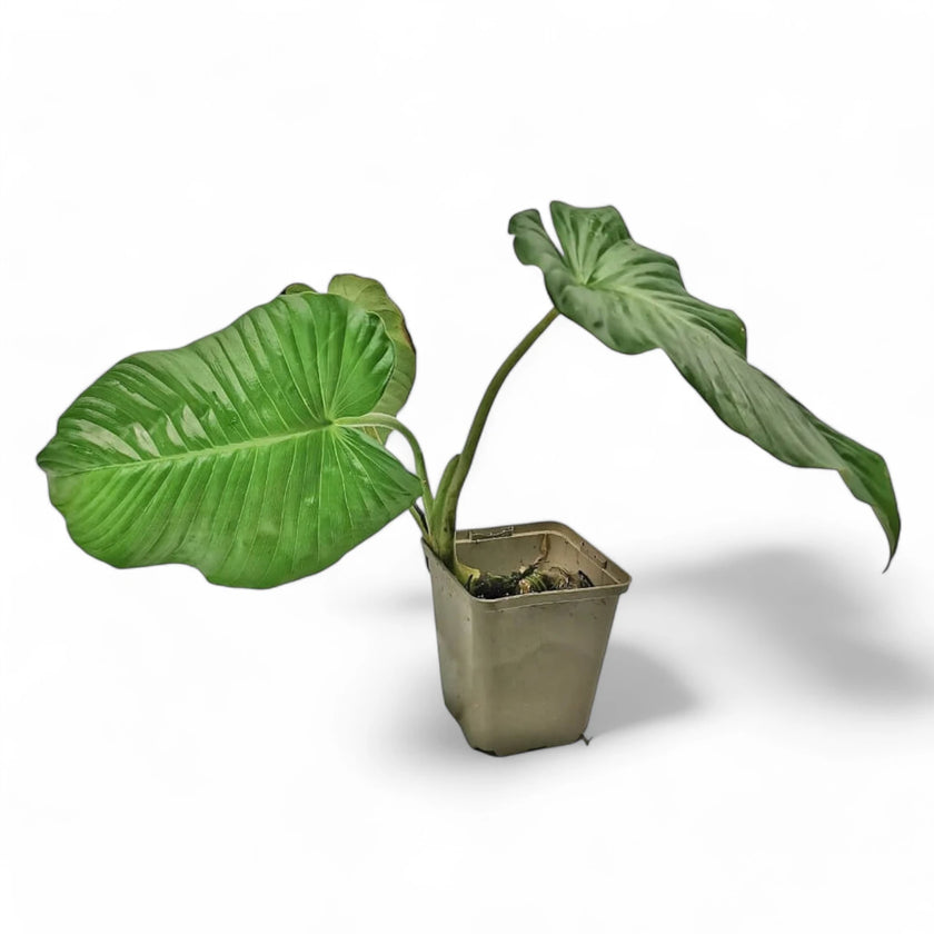 Adelonema picturatum potted houseplant in nursery pot on white background, product photo 2.